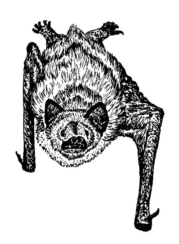 Bat hanging from ceiling drawing